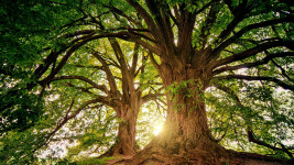 stromy tree-3822149 1280